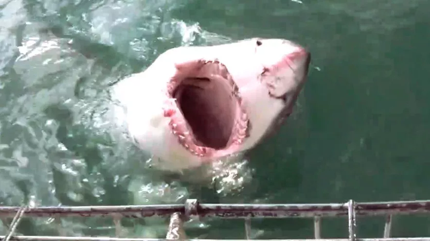 Shark