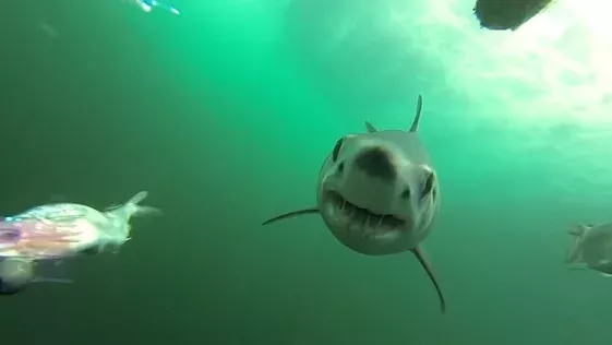 Shark