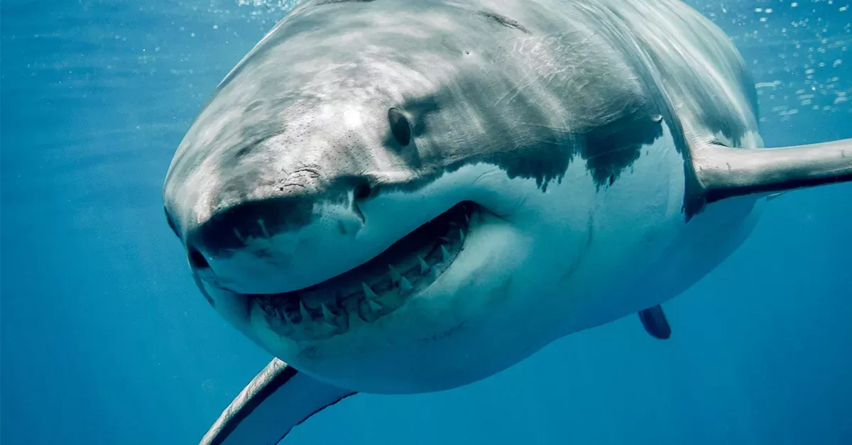 Shark