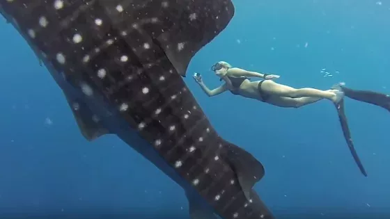 Shark