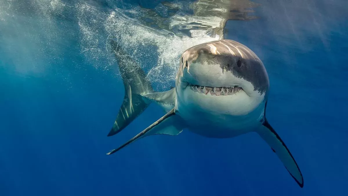 Shark