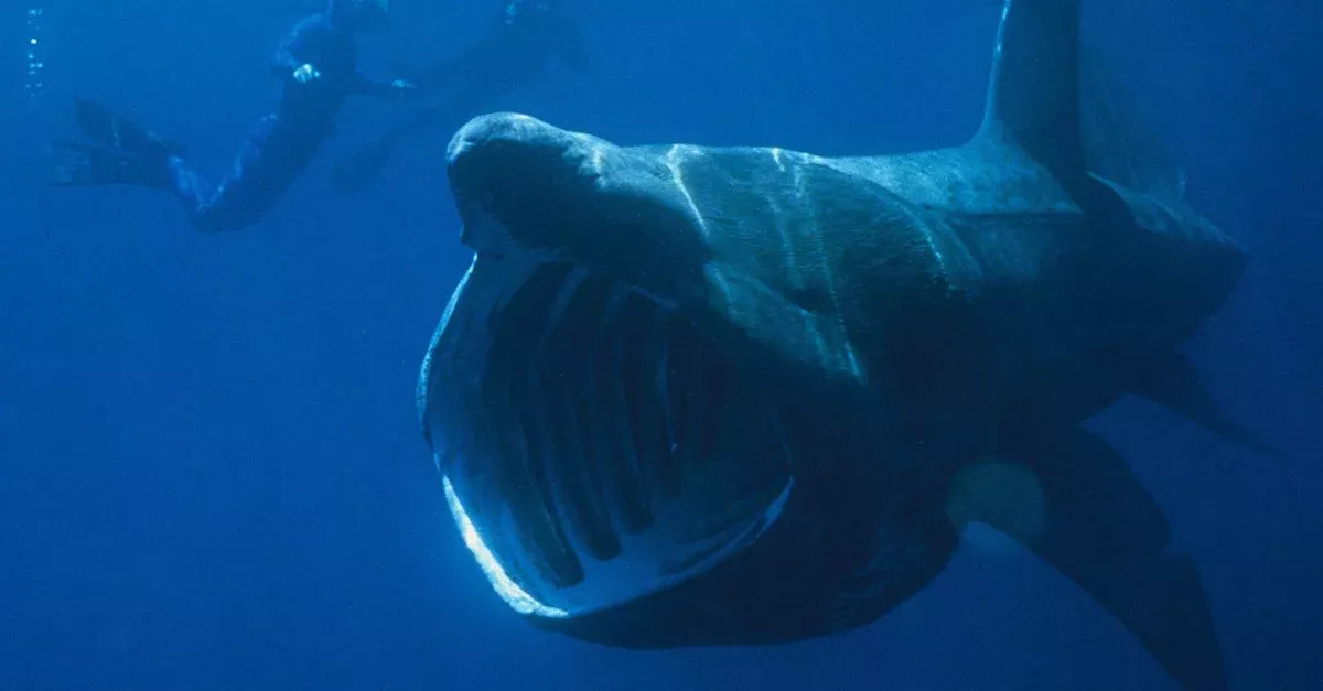 Shark