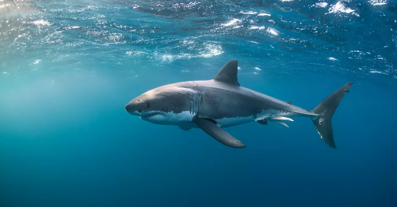 Sharks spotted attacking live humpback whale in never-before-seen observations