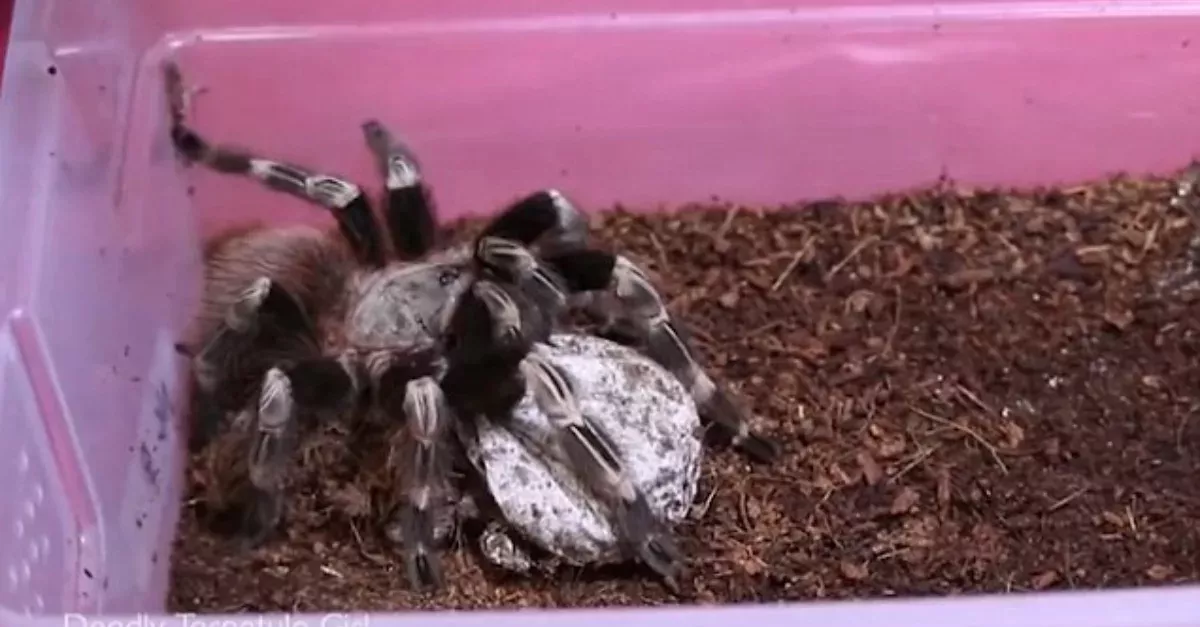 Sickening Moment A Woman Opens A Tarantula's Egg Sac