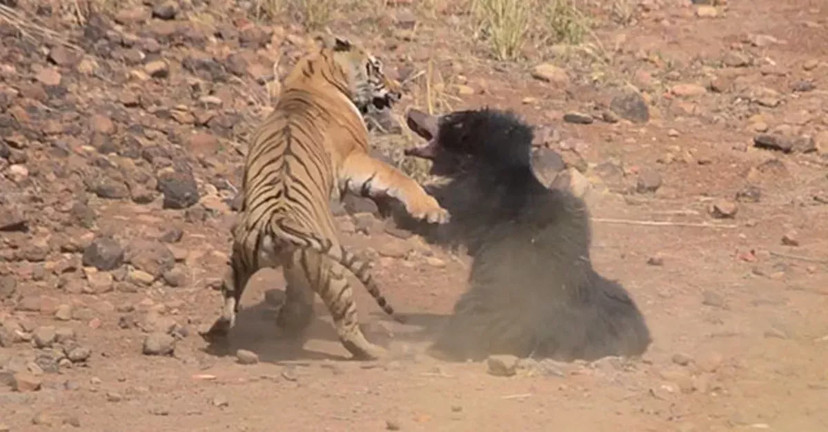 Sloth bear and tiger