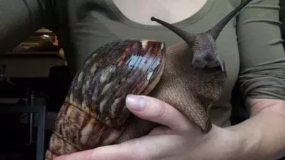 Snail