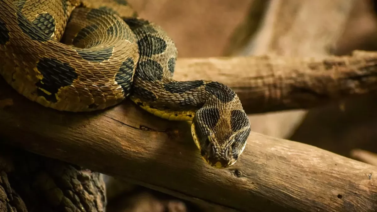 Snake illusion
