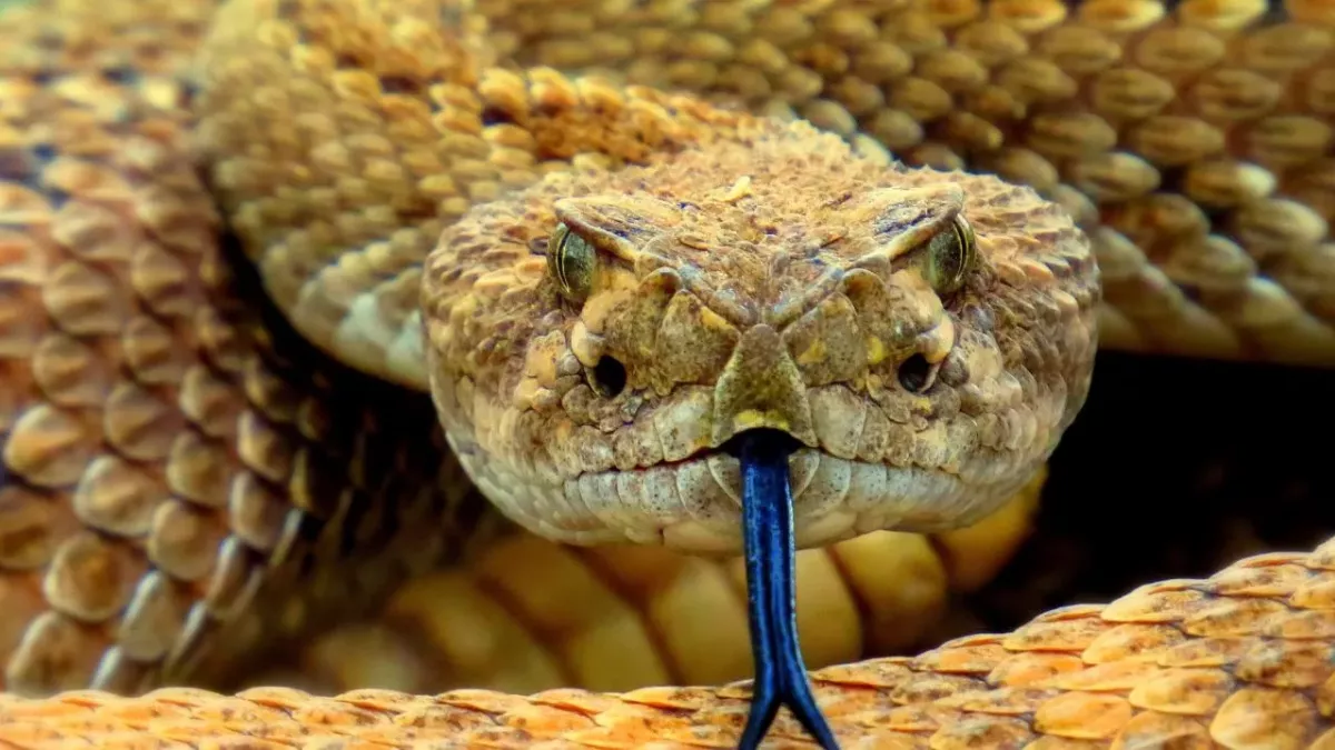 Snake