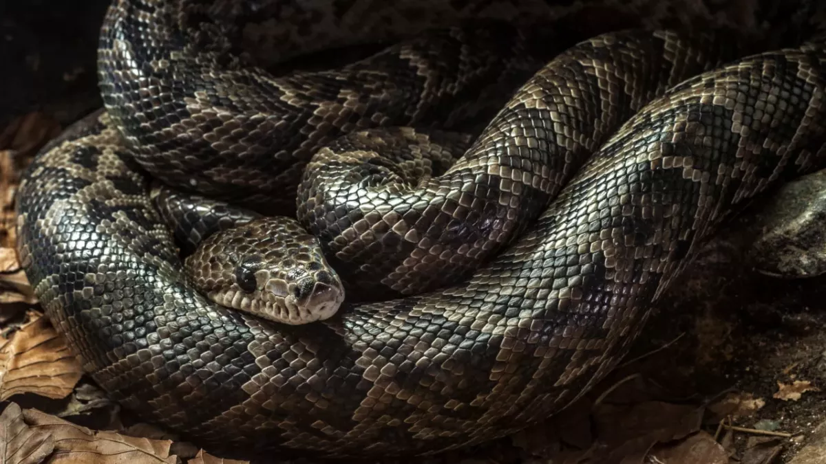 Snake