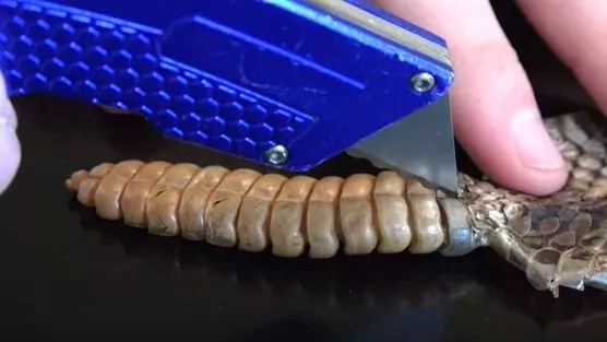 snake