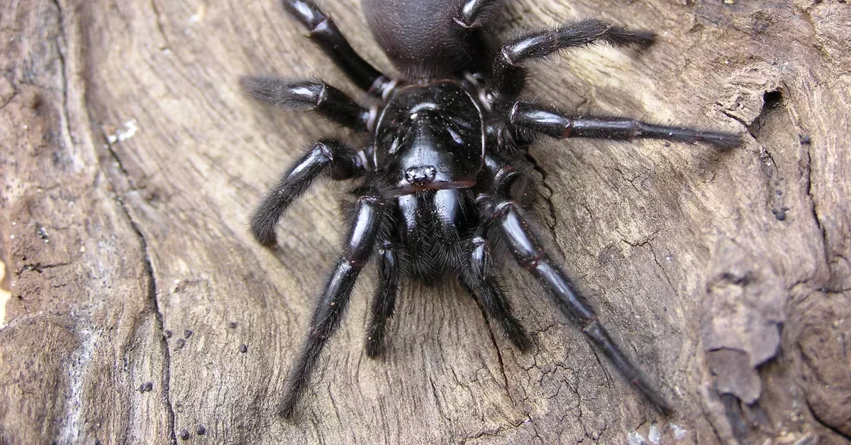 A Spider Which Could Kill A Human In 15 Minutes Has Been Discovered In Australia