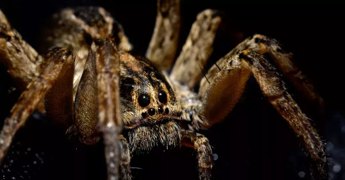 Spider