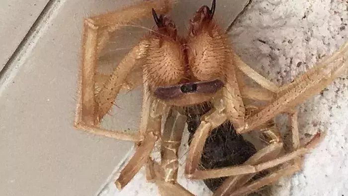 Spider