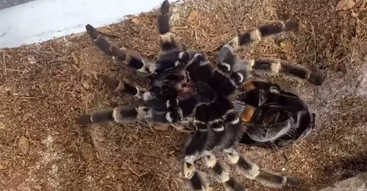 Spider