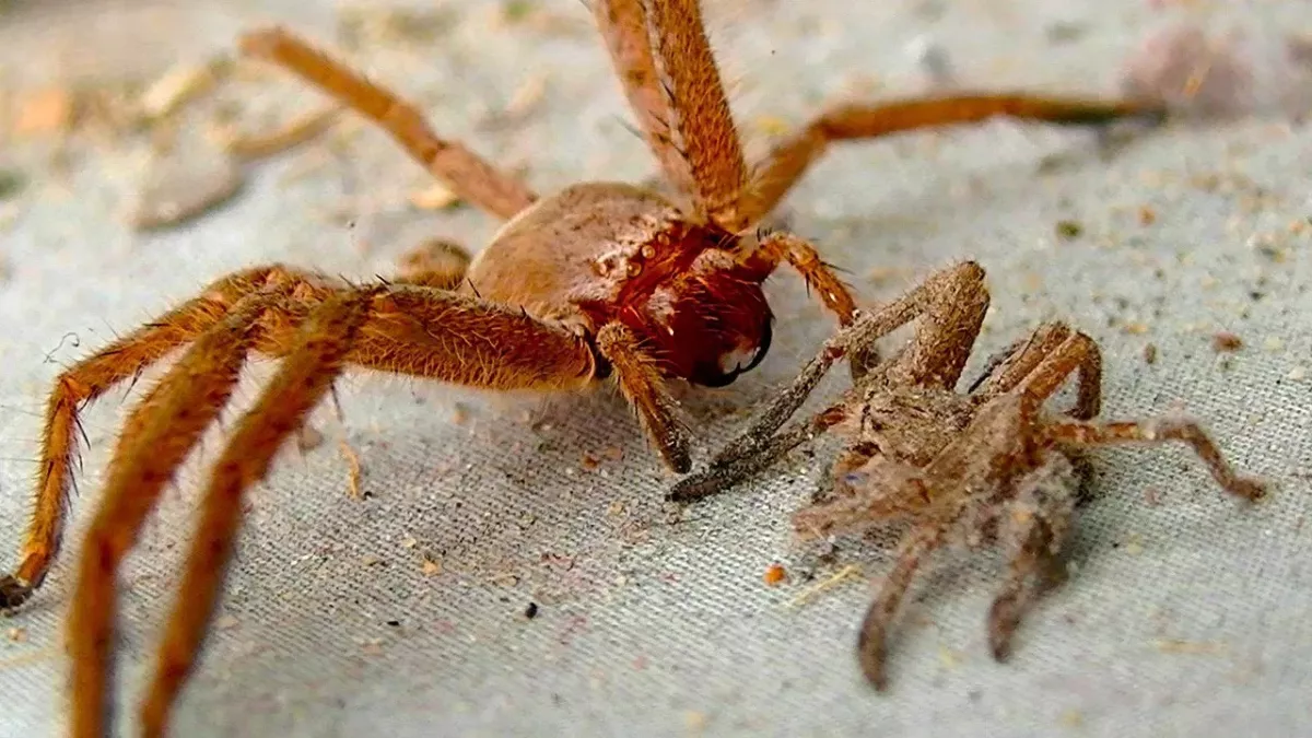 Spider