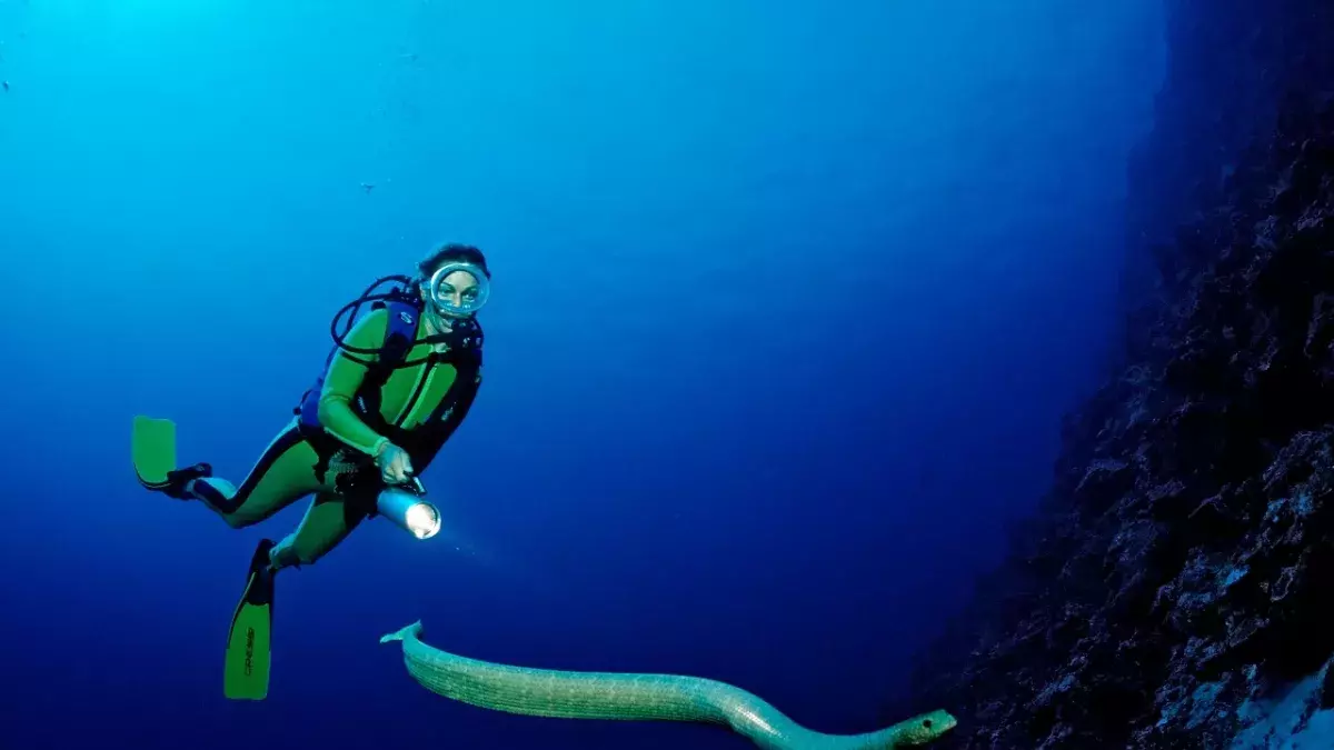 Study shows poisonous sea snakes try to have sex with scuba divers.