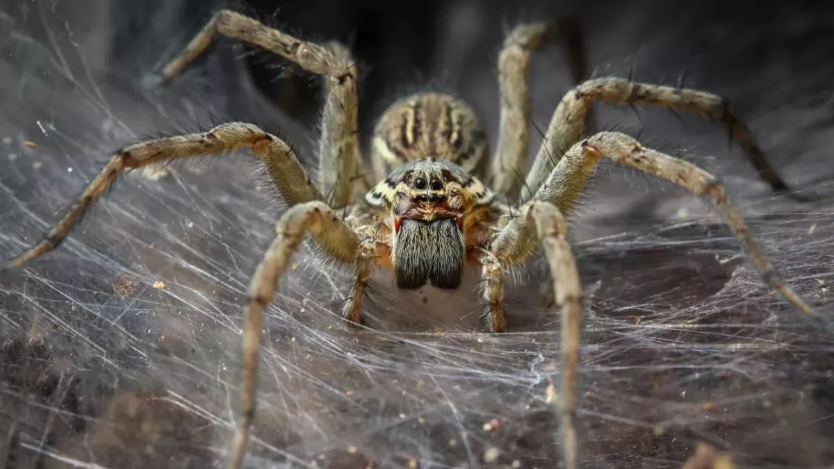 Study Shows Spiders Could Eradicate All Humans In One Year