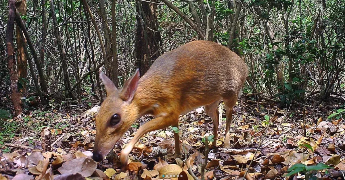 A Stunning 'Mouse-Deer' Photographed In Vietnam For The First Time In 30 Years