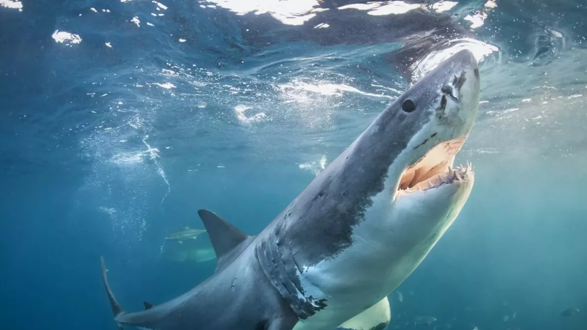 This surfer escaped a shark attack in quite a surprising way