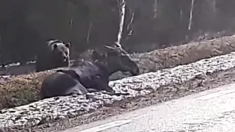 A Swedish couple spotted this bear eating a live moose!