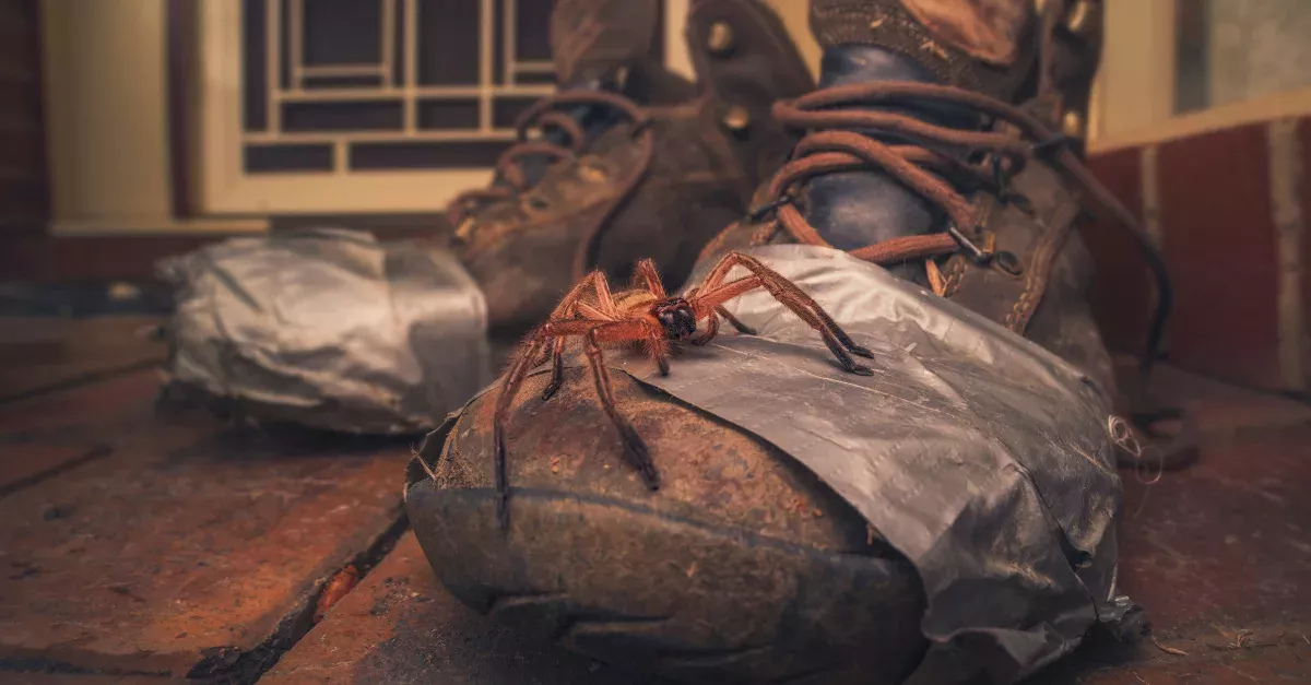 These Deadly Spiders In Australia Proliferate Dangerously With Fire And Rain