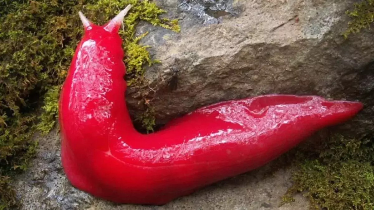 These pink slugs in Australia are miraculous survivors of the bush fires