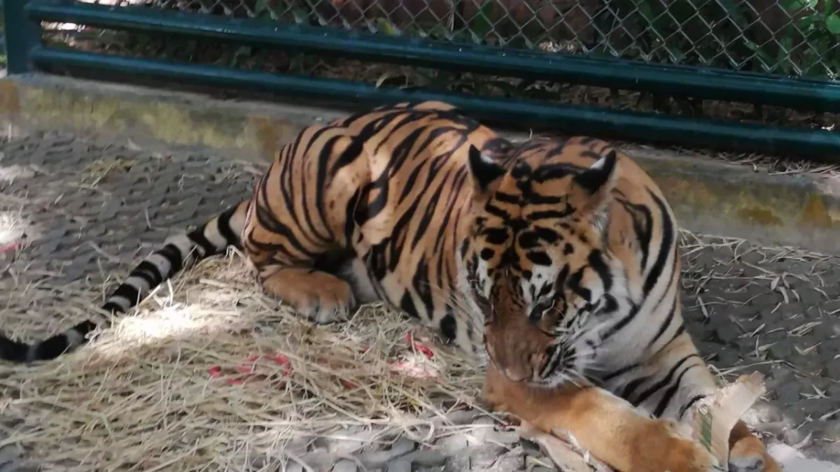 Tiger at Phuket Zoo