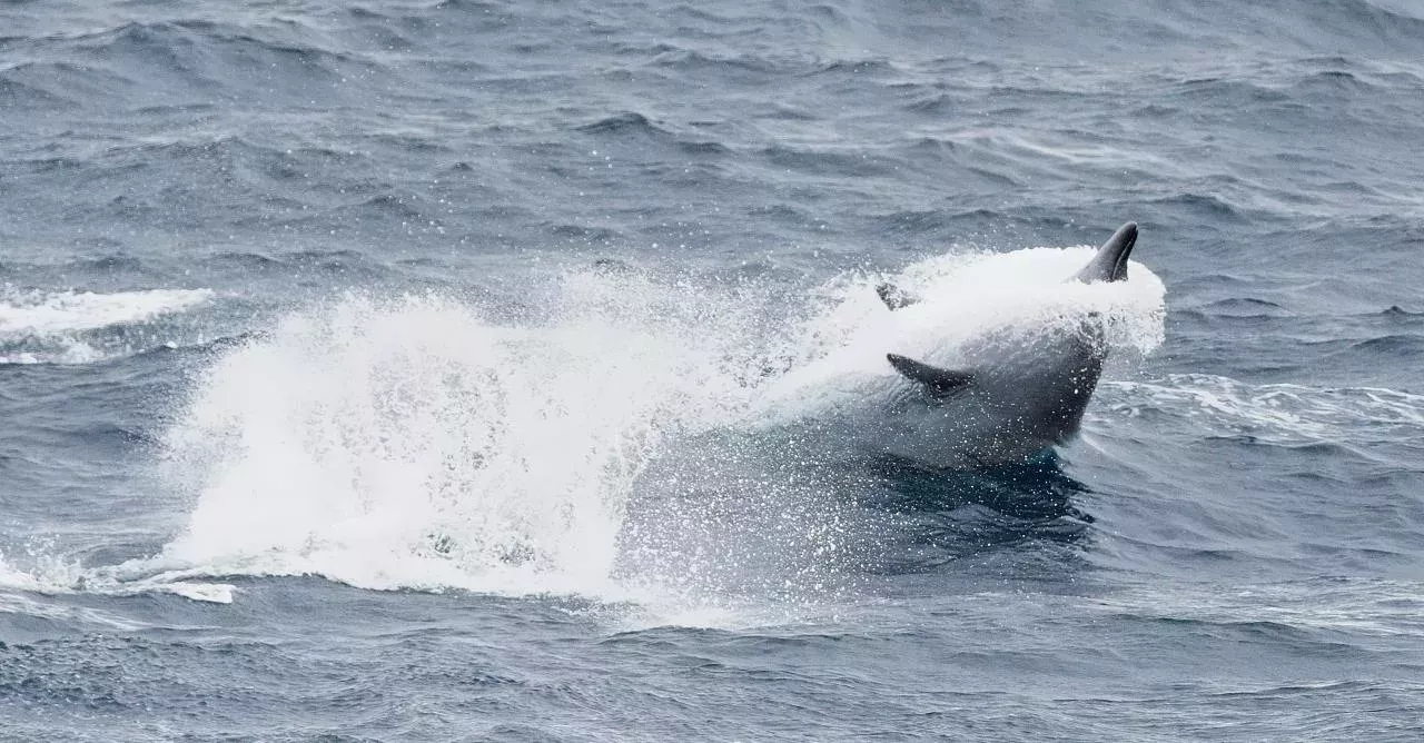 True's Beaked Whale