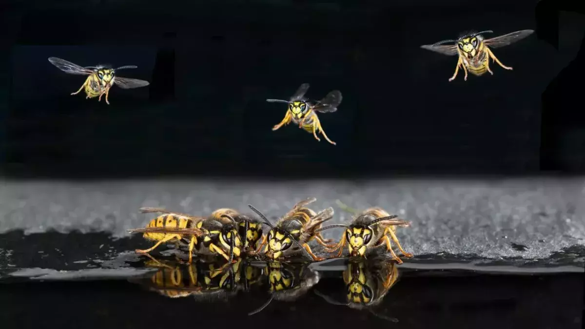 Wasps, huh, what are they good for?