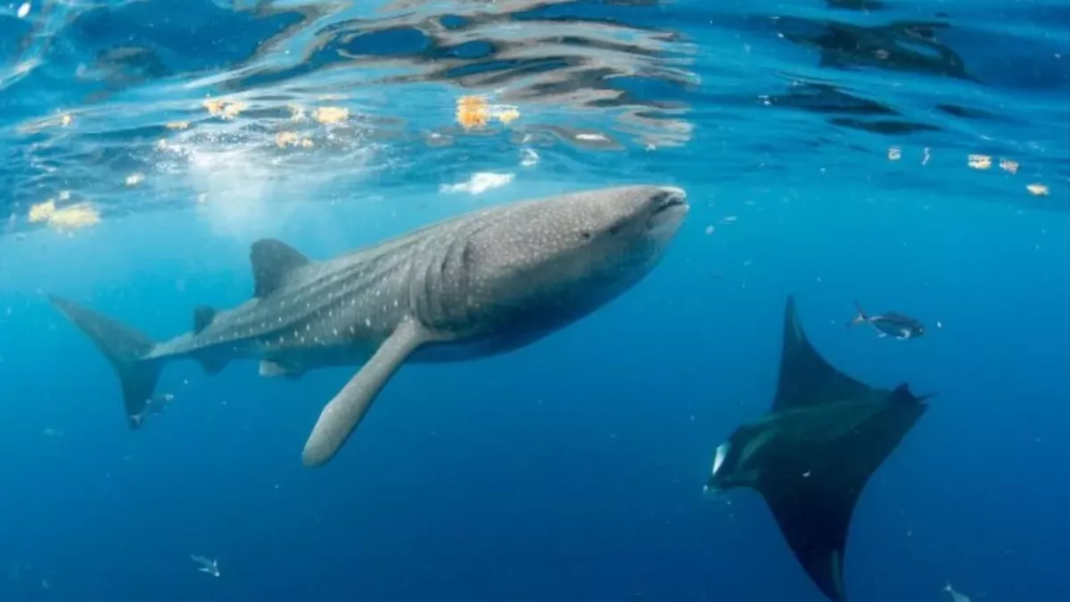 Whale shark
