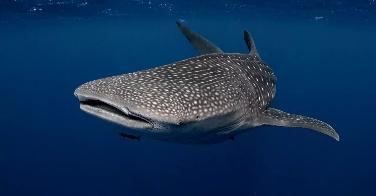 Whale sharks can get pretty big