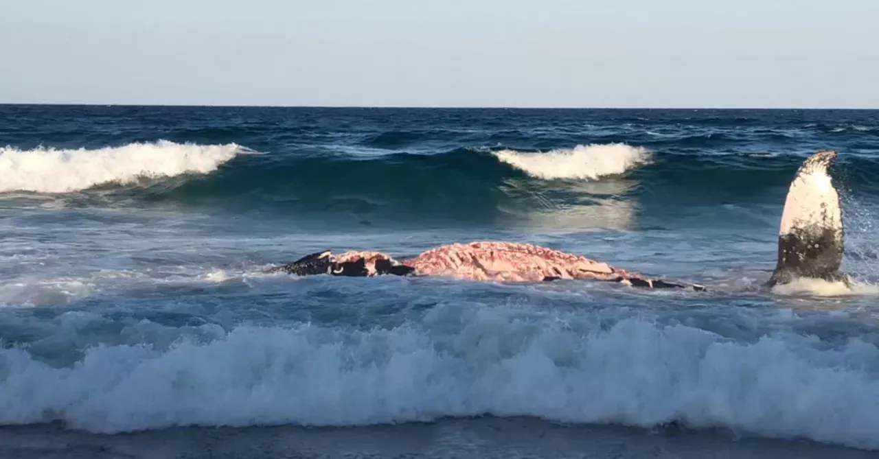 whale