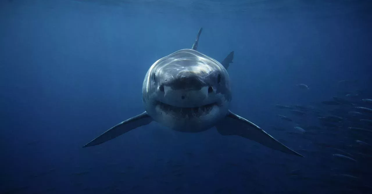 What kind of creature could tear the head off of a shark?