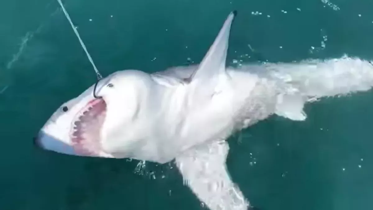 White shark