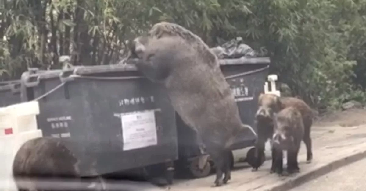 Wild boar