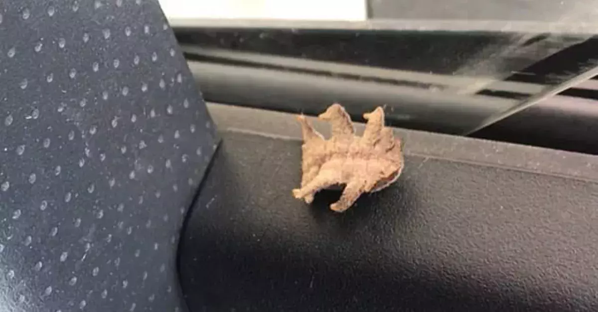 An Alien-Looking Creature Somehow Found Its Way Into A Man's Car
