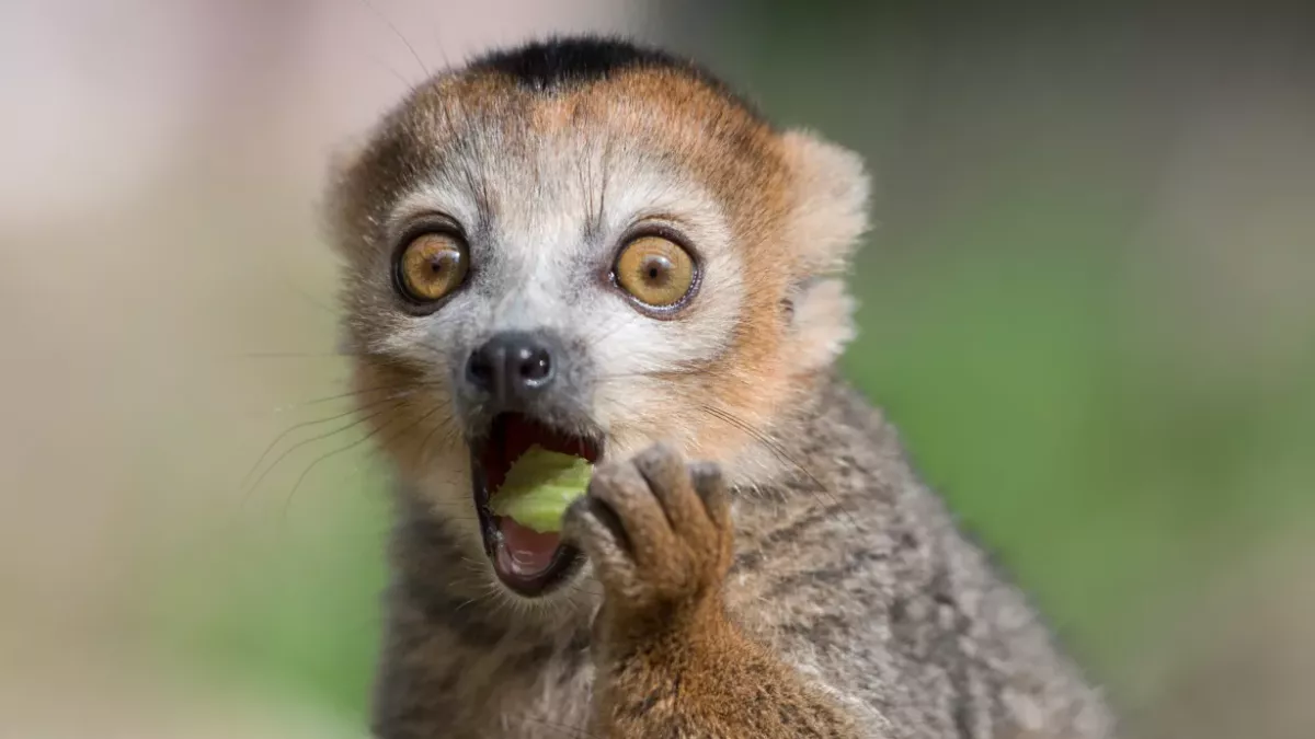 Animal in zoo