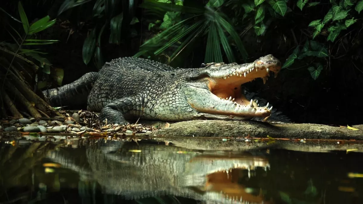 Australian woman fishes two sharks, only for a crocodile to devour them