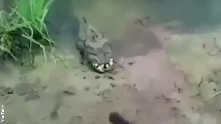 This Bizarre Creature Was Filmed On The Banks Of A Ukrainian River - And No One Knows What It Is