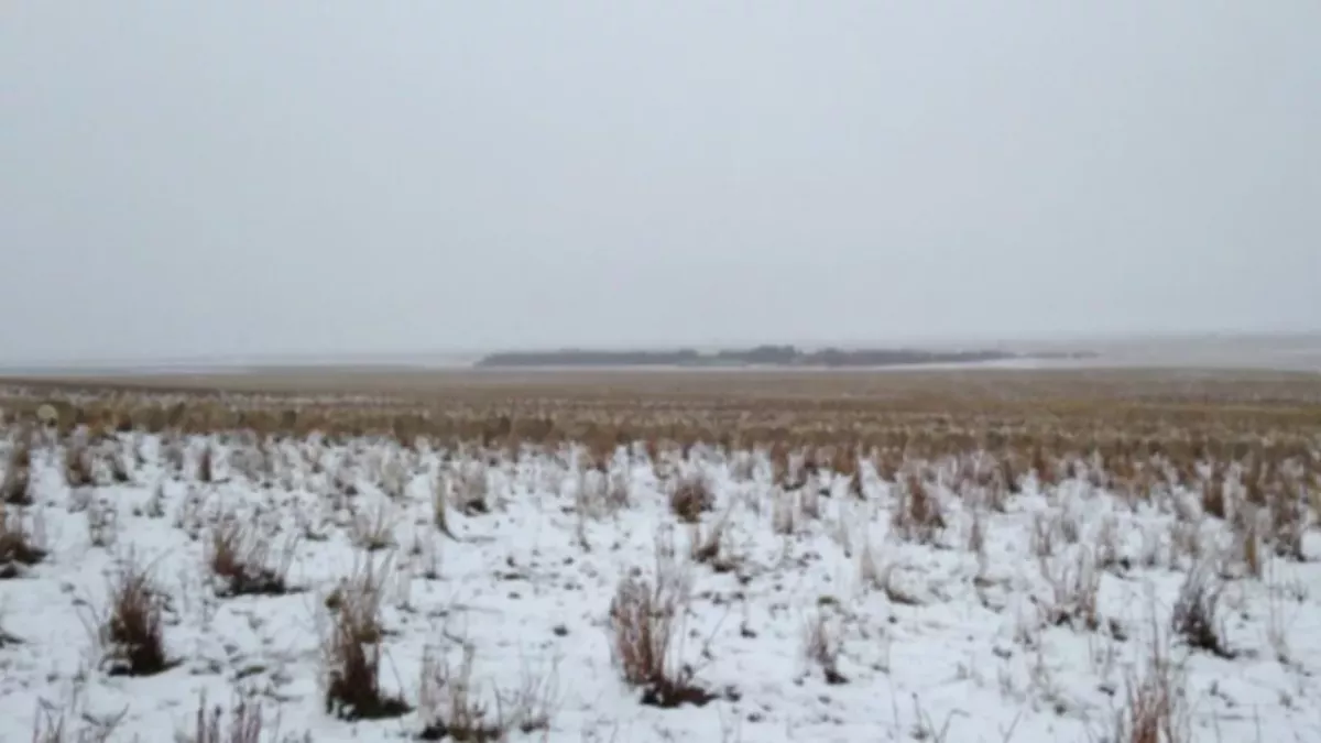 Can you spot the 500 sheep in this photo?