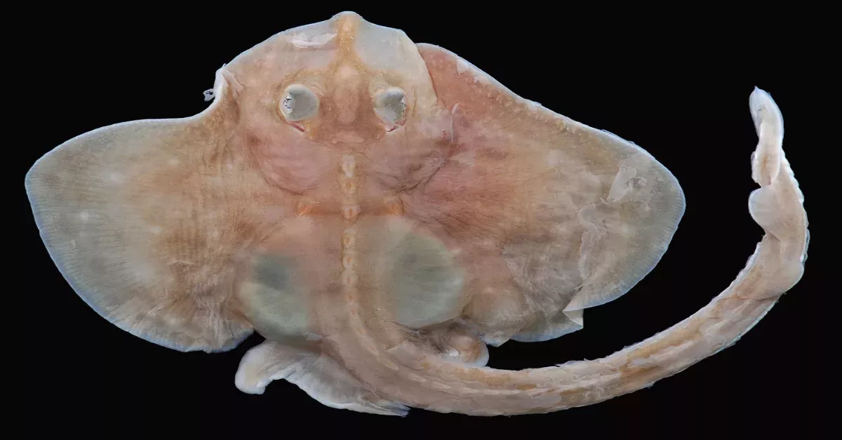Clearnose Skate