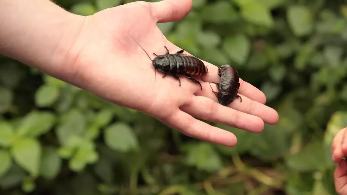 Cockroaches