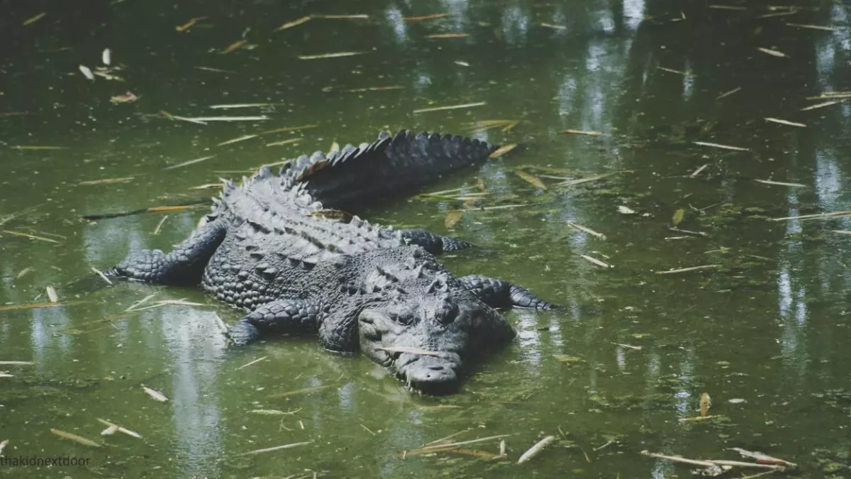 Crocodile 
