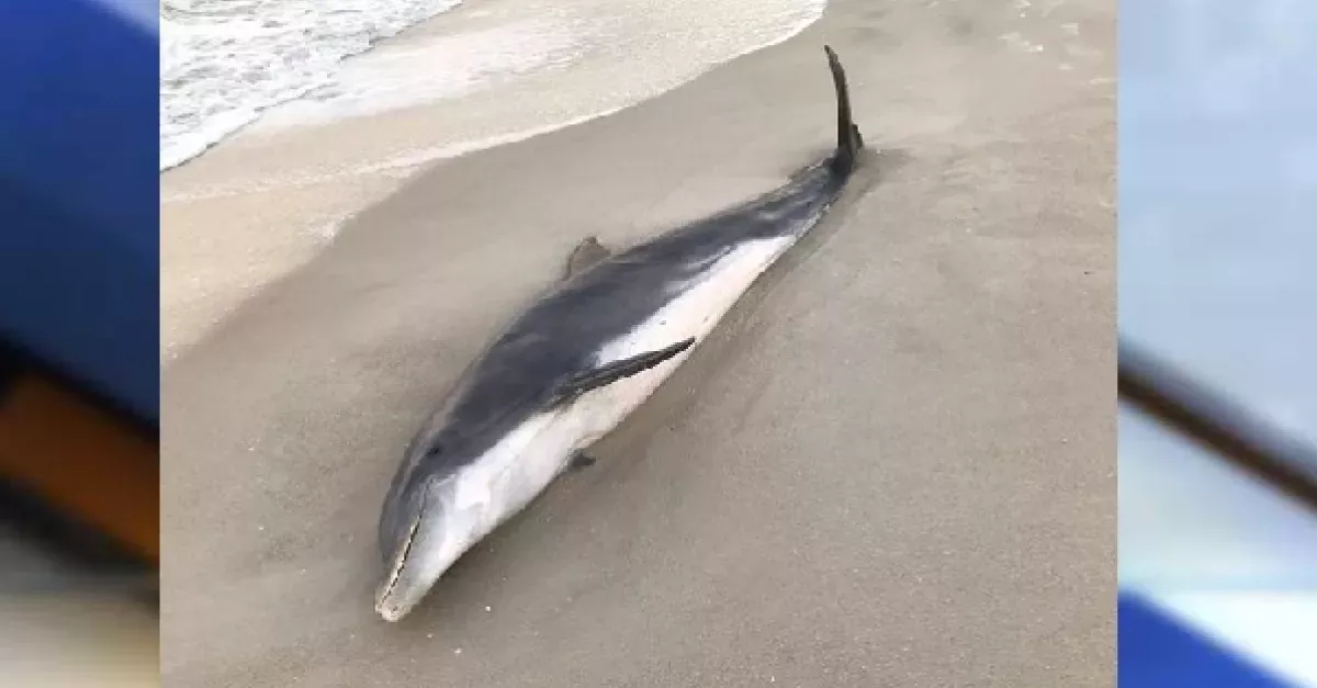 Florida's Authorities Offer A £15K Reward After Two Dolphins Were Found Stabbed And Shot Dead