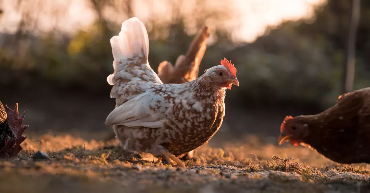 He thought his chicken was dead but was pleasantly surprised when he poked her