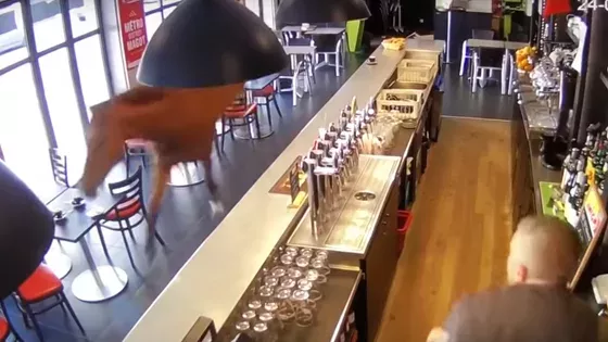 A Horse Walked Into A Bar