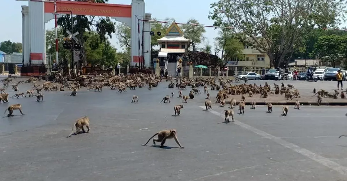 Hundreds of hungry primates reenact "Planet of the Apes" in downtown Lopburi City, Thailand