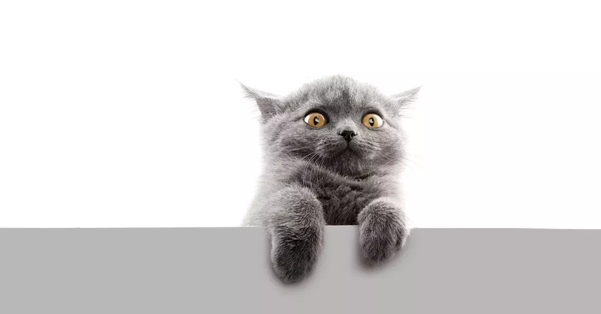 Instead Of Their Cat, A Deadly Animal Suddenly Made Itself At Home In Their Cat Tree