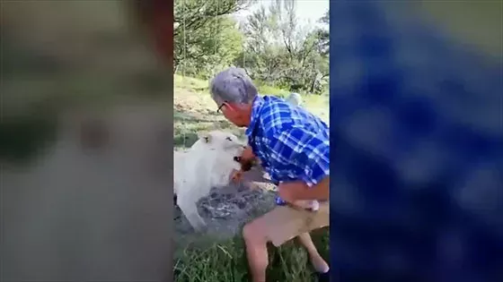 Lion