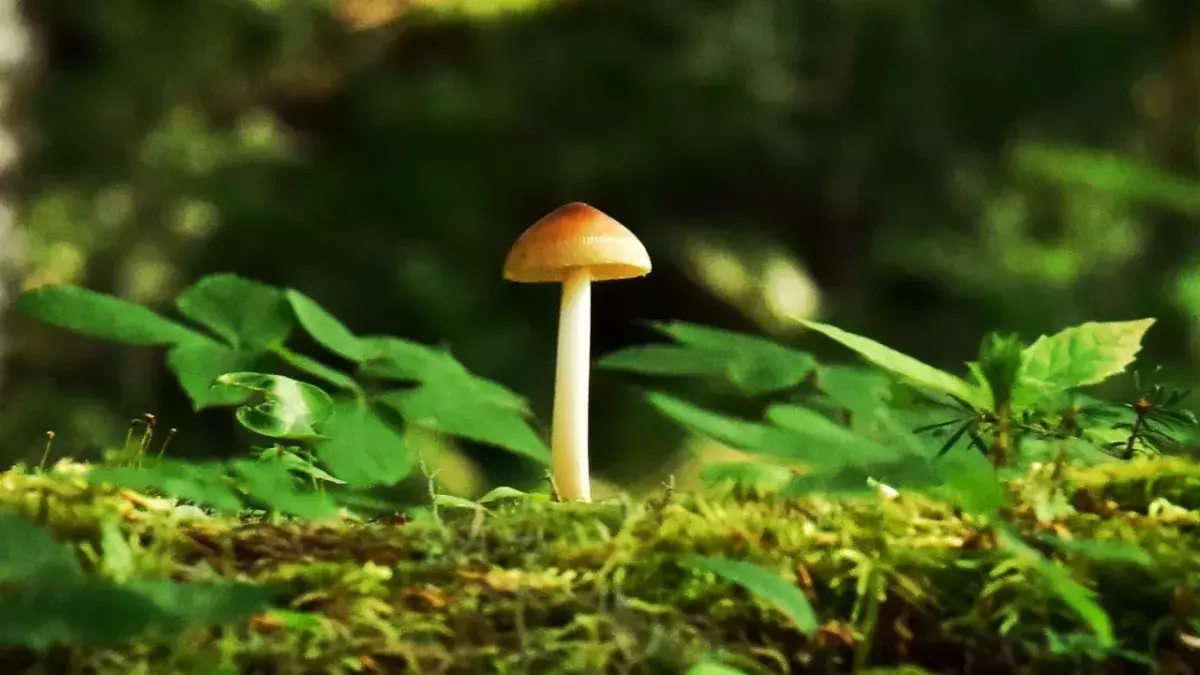 Magic Mushrooms